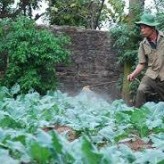 RAU NHÀ TRỒNG