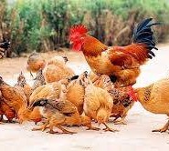 MẤT CẢ ĐÀN GÀ