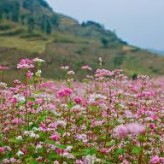 HÀ GIANG, MÙA HOA TAM GIÁC MẠCH